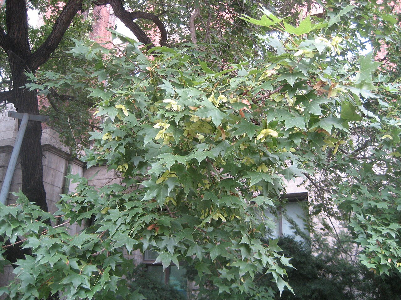 Shandong maple: This is an Acer truncatum .
