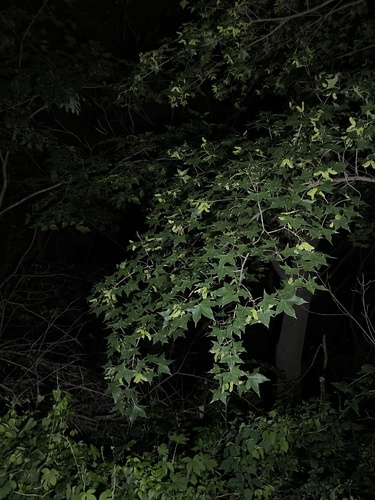 Shandong maple (Acer truncatum)