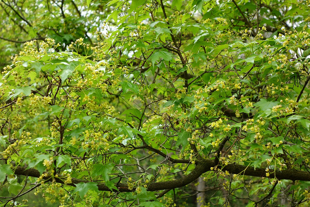 Shandong maple: Botanical specimen in the Morris Arboretum, 100 East Northwestern Avenue, Chestnut Hill, Philadelphia, Pennsylvania, USA.