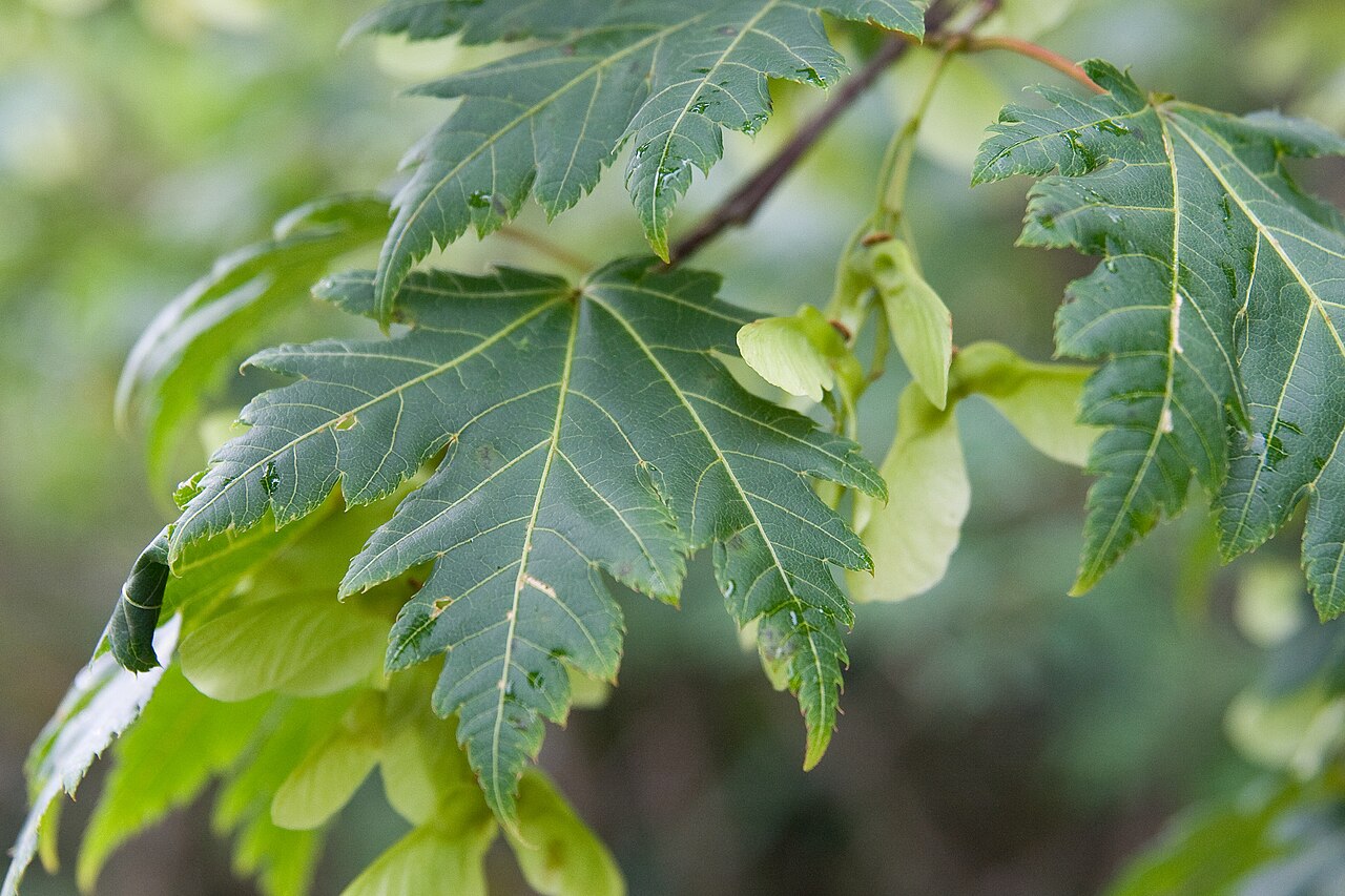 Acer tschonoskii: ミネカエデ