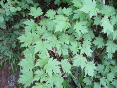 Acer tschonoskii (Acer tschonoskii)
