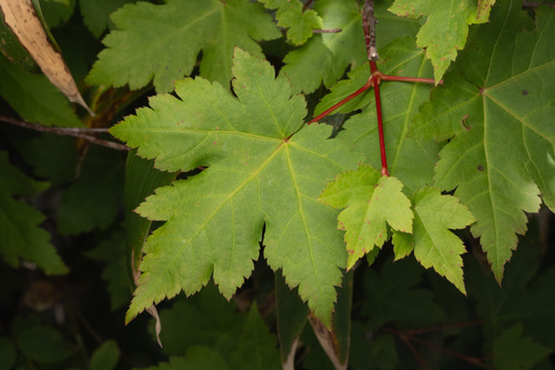 Acer tschonoskii (Acer tschonoskii)