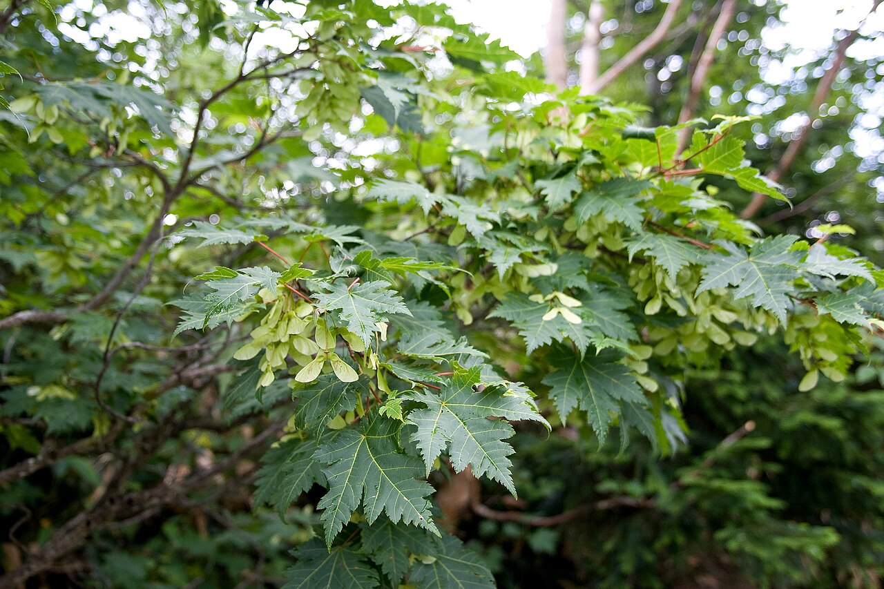 Acer tschonoskii: ミネカエデ