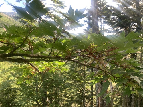 Acer tschonoskii (Acer tschonoskii)