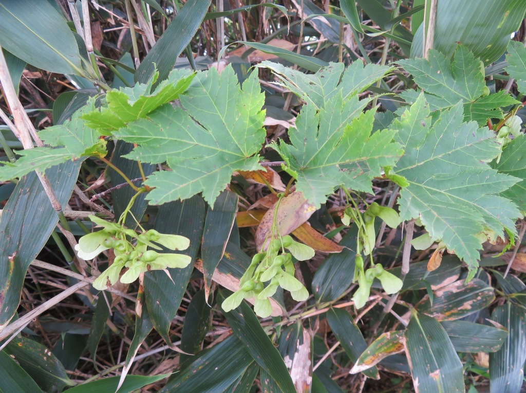 Acer tschonoskii (Acer tschonoskii)