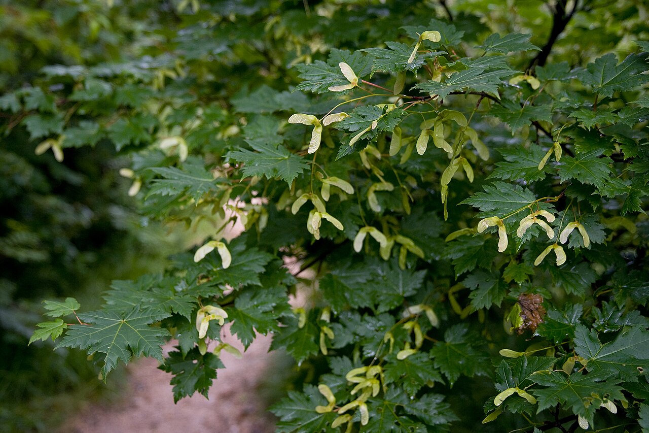 Acer tschonoskii: ミネカエデ