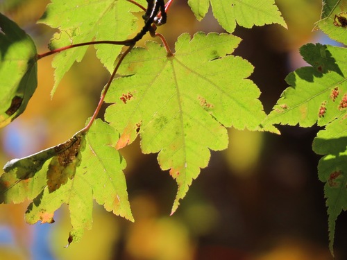 Acer tschonoskii (Acer tschonoskii)