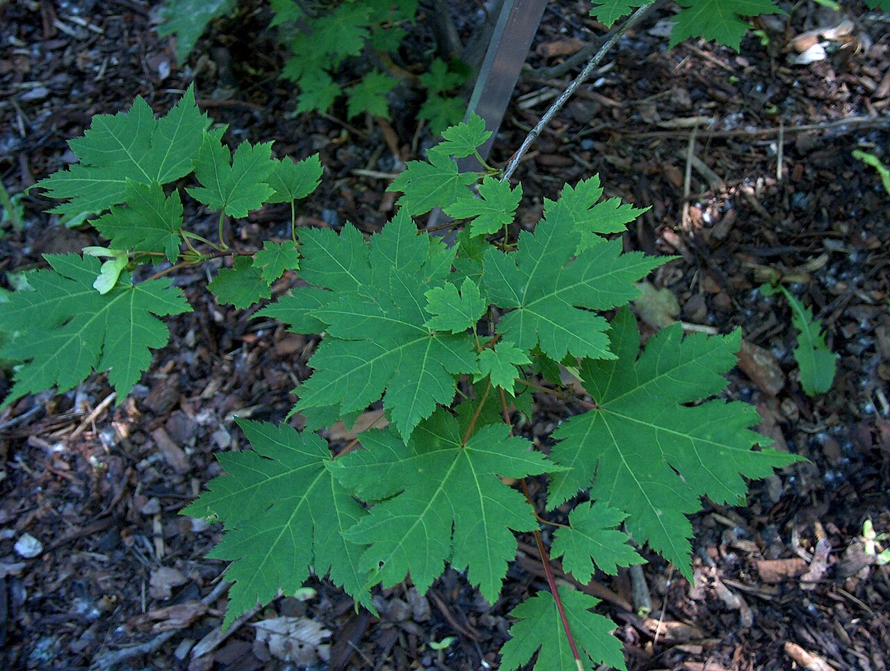 Acer tschonoskii: Acer tschonoskii subsp tschonoskii in The University of Helsinki Botanical Garden in Kaisaniemi