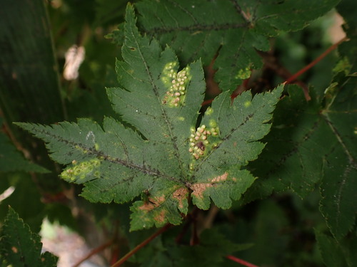 Acer tschonoskii (Acer tschonoskii)