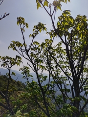 Acer tutcheri (Acer tutcheri)