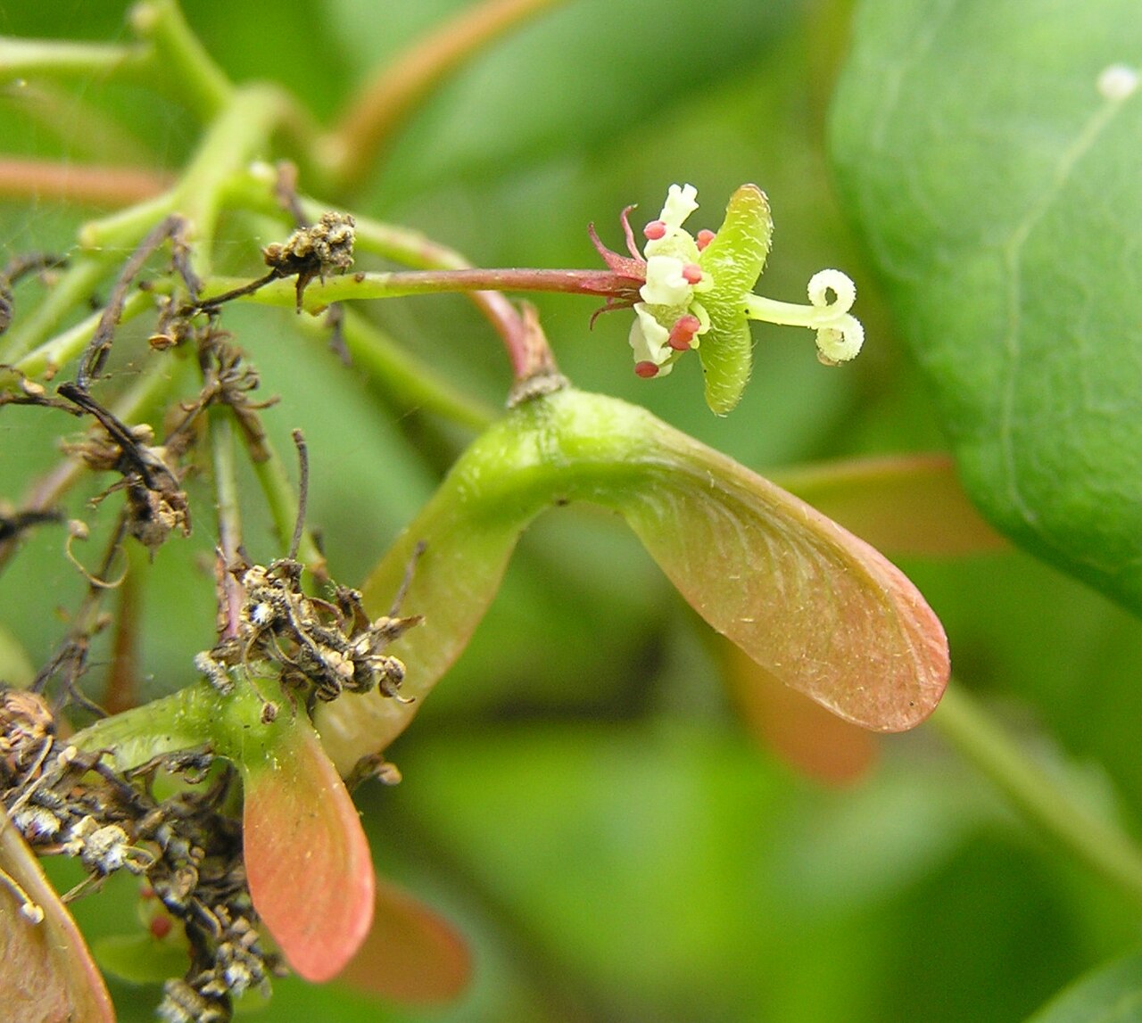 Acer tutcheri: Acer tutcheri