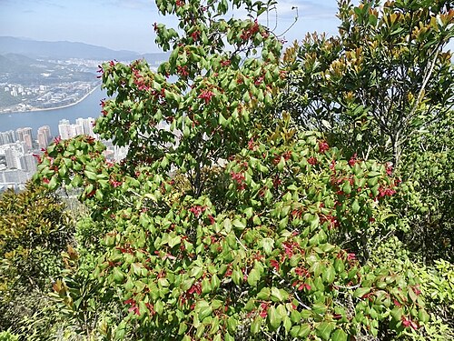 Acer tutcheri: Tutcher's Maple (Acer tutcheri) observed near Ma On Shan Country Park, Hong Kong, by Toby Y. in April 2022
