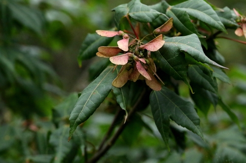 Acer tutcheri (Acer tutcheri)