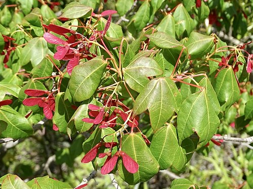 Acer tutcheri: Tutcher's Maple (Acer tutcheri) foliage and flowers observed near Ma On Shan Country Park, Hong Kong, by Toby Y. in April 2022