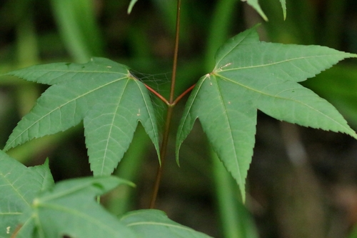 Acer tutcheri (Acer tutcheri)