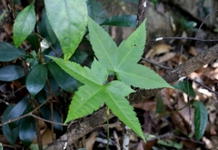 Acer tutcheri (Acer tutcheri)