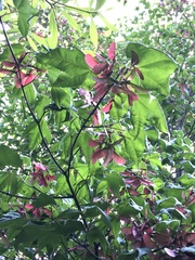 Acer tutcheri (Acer tutcheri)