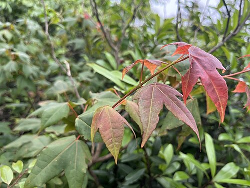 Acer tutcheri: Tutcher's Maple (Acer tutcheri) color change observed near Ma On Shan Country Park, Hong Kong, by Toby Y. in March 2024.