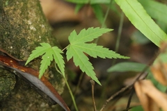 Acer tutcheri (Acer tutcheri)