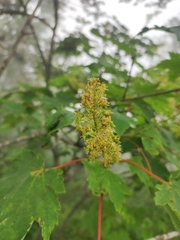 Ukurundu maple (Acer ukurunduense)