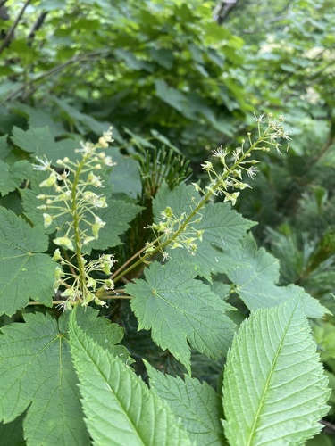 Ukurundu maple (Acer ukurunduense)