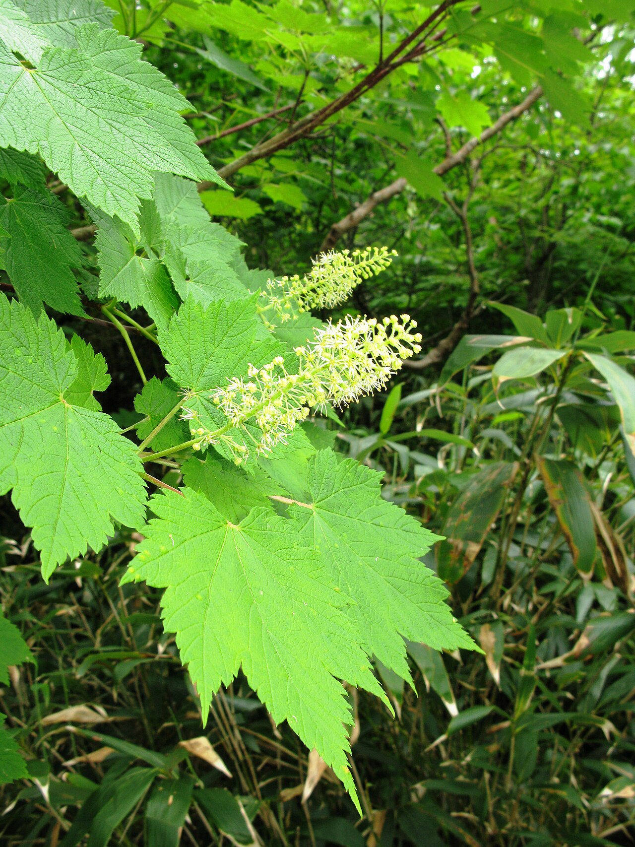 Ukurundu maple: Acer ukurunduense , Mt. Bandai, Fukushima pref., Japan