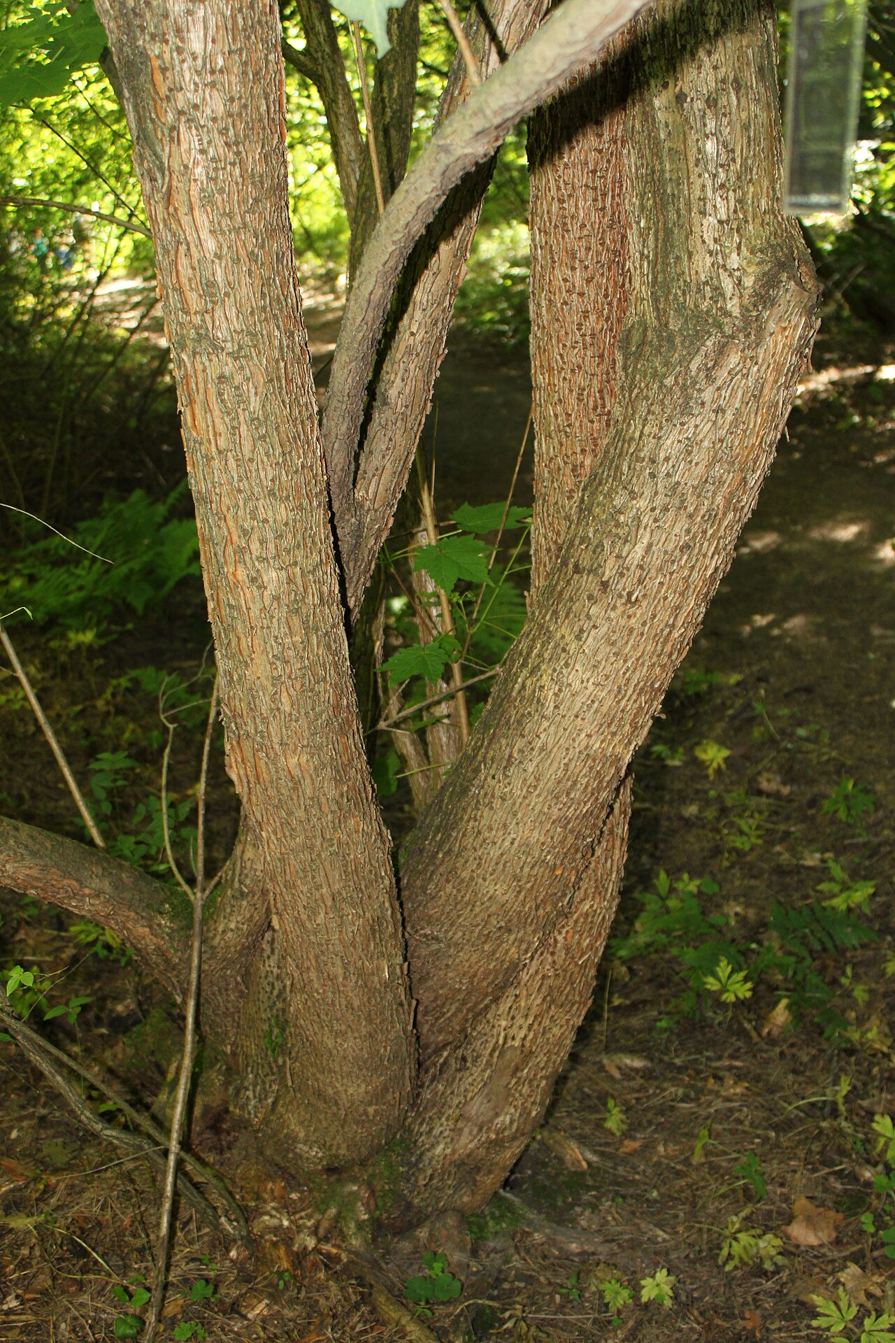 Ukurundu maple: Acer ukurunduense trunk in Rogów Arboretum , Poland