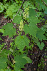Ukurundu maple (Acer ukurunduense)