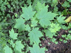 Ukurundu maple (Acer ukurunduense)