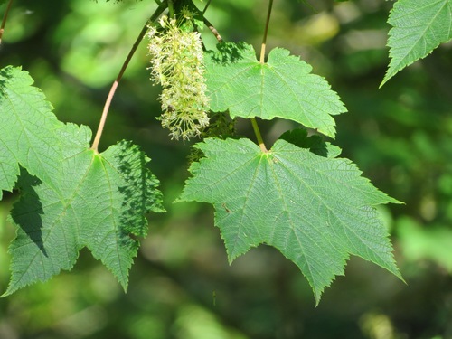 Ukurundu maple (Acer ukurunduense)