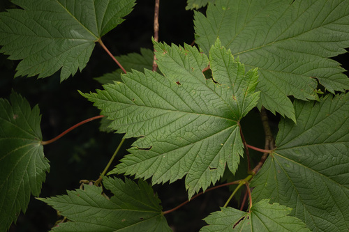 Ukurundu maple (Acer ukurunduense)