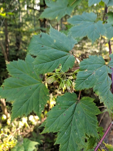 Ukurundu maple (Acer ukurunduense)