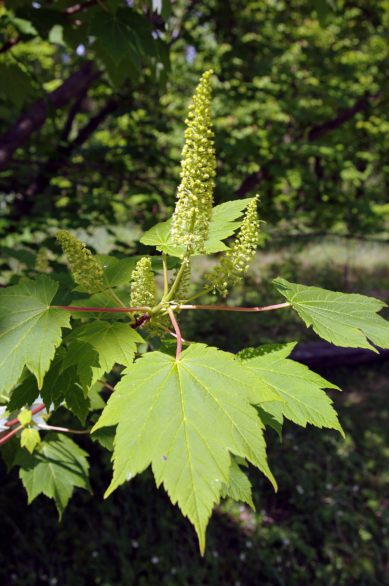 Ukurundu maple: Acer caudatum ukurunduense
