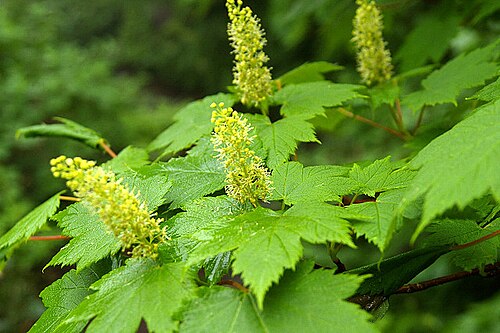 Ukurundu maple: オガラバナ (北海道斜里岳) Acer ukurunduense