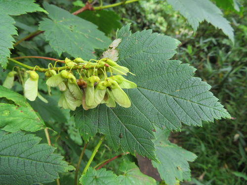 Ukurundu maple (Acer ukurunduense)