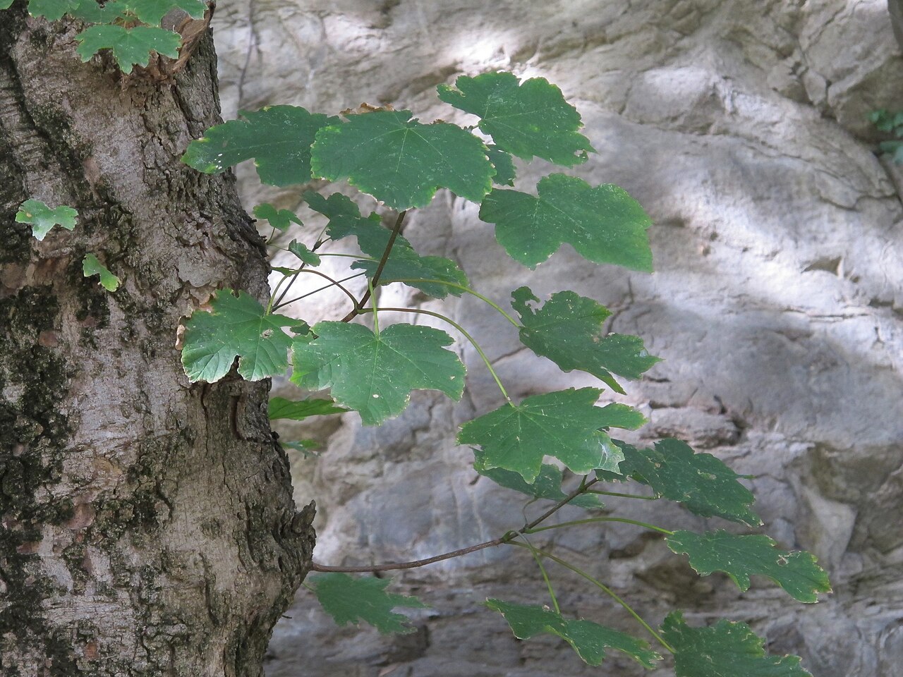 Velvet maple: Velvet Maple Acer velutinum , Dzveli Tbilisi, Tbilisi, Georgia.
