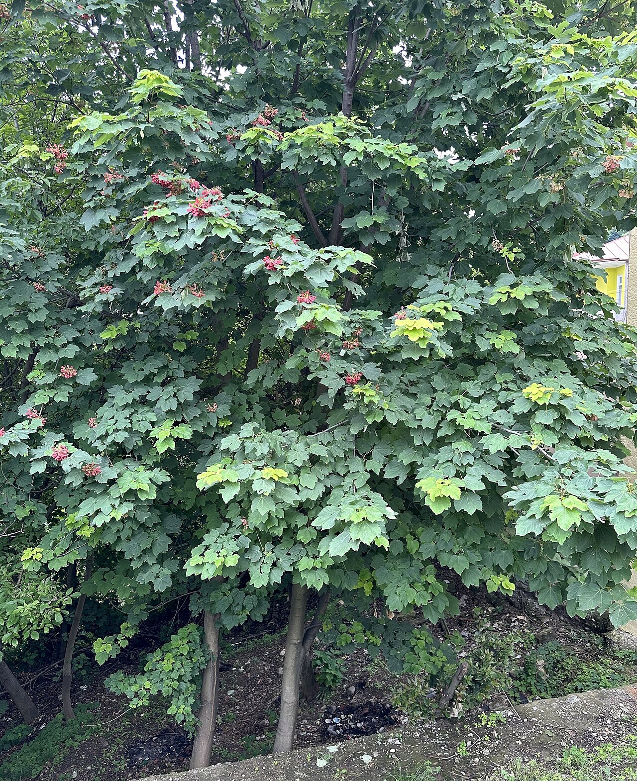 Velvet maple: Velvet Maple Acer velutinum , Sighnaghi, Tbilisi, Georgia.