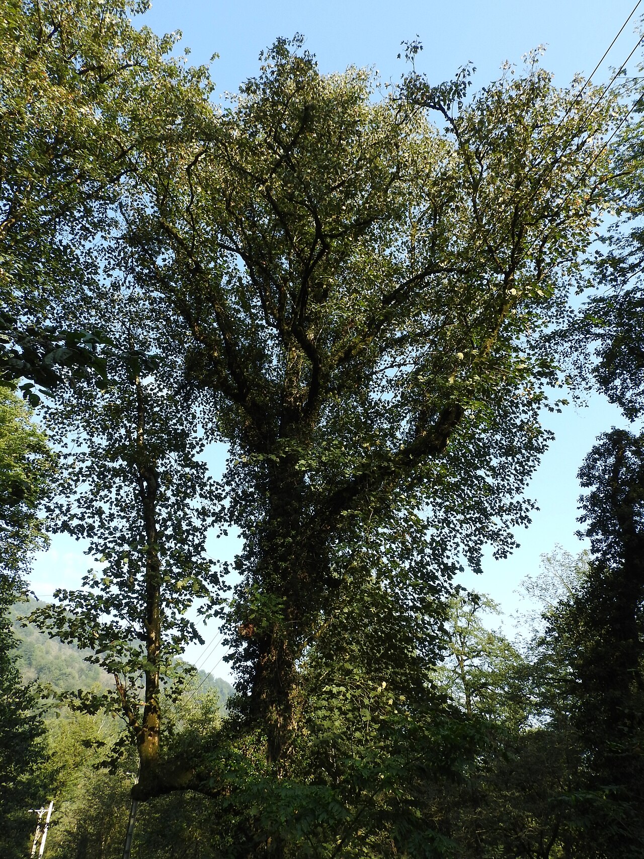 Velvet maple: Velvet Maple Acer velutinum , Doaab Waterfall, Gilan, Iran.