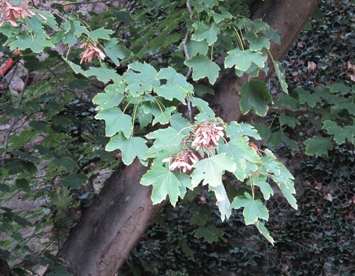 Velvet maple (Acer velutinum)