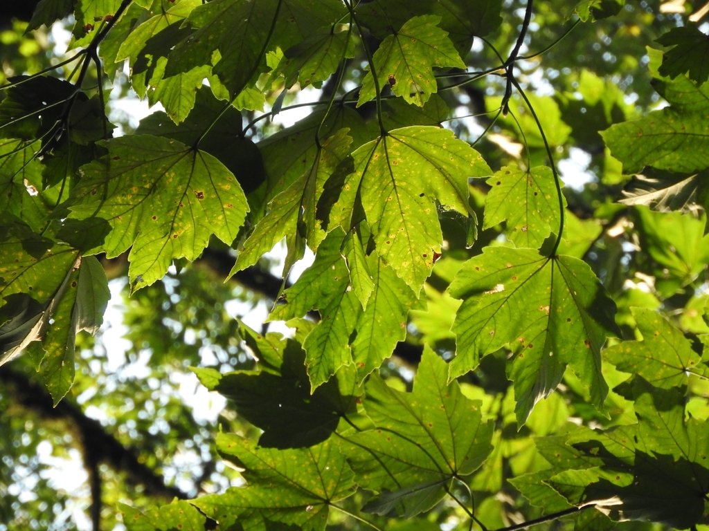 Velvet maple (Acer velutinum)