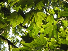 Velvet maple (Acer velutinum)