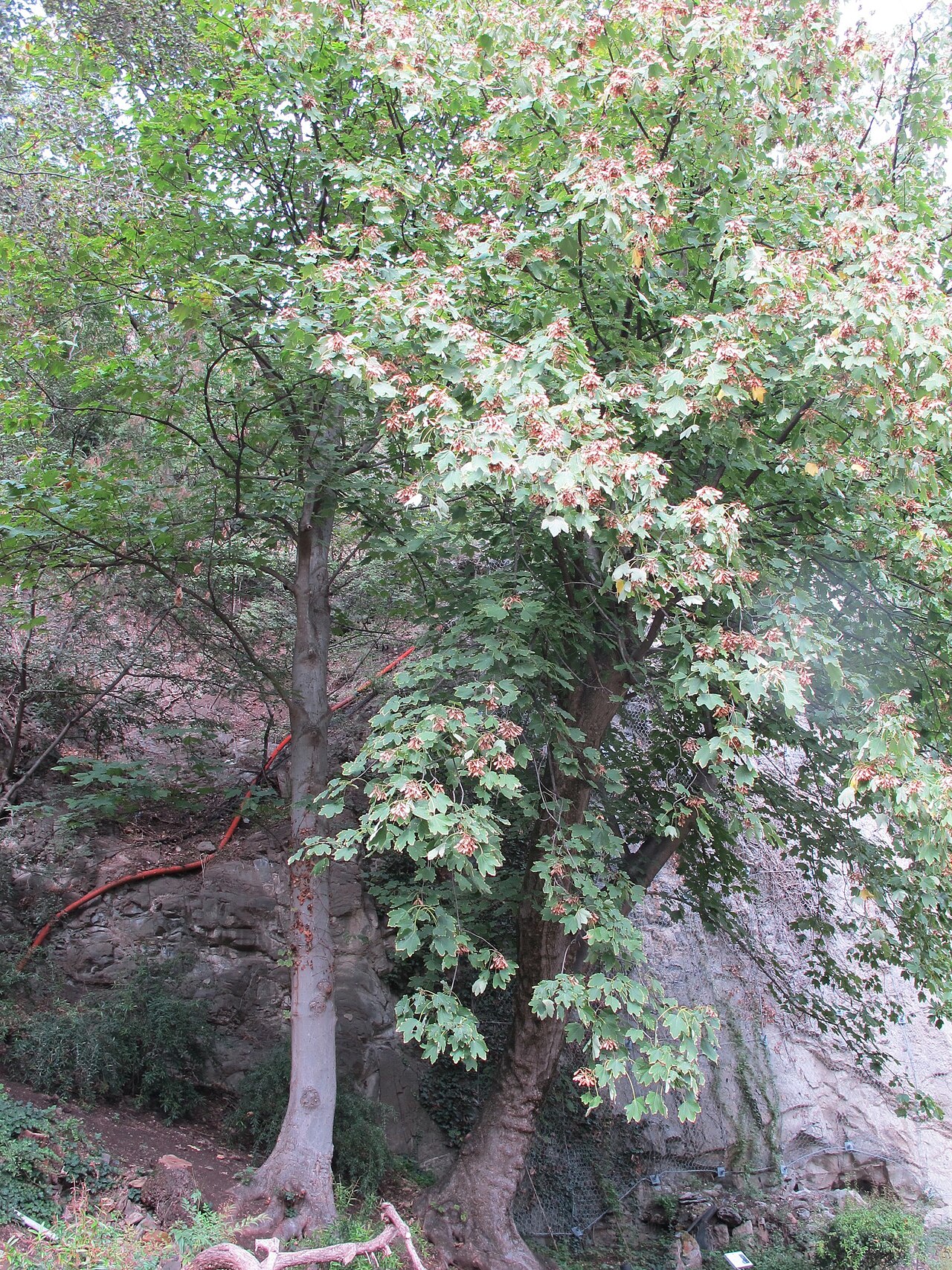 Velvet maple: Velvet Maple Acer velutinum , Dzveli Tbilisi, Tbilisi, Georgia.