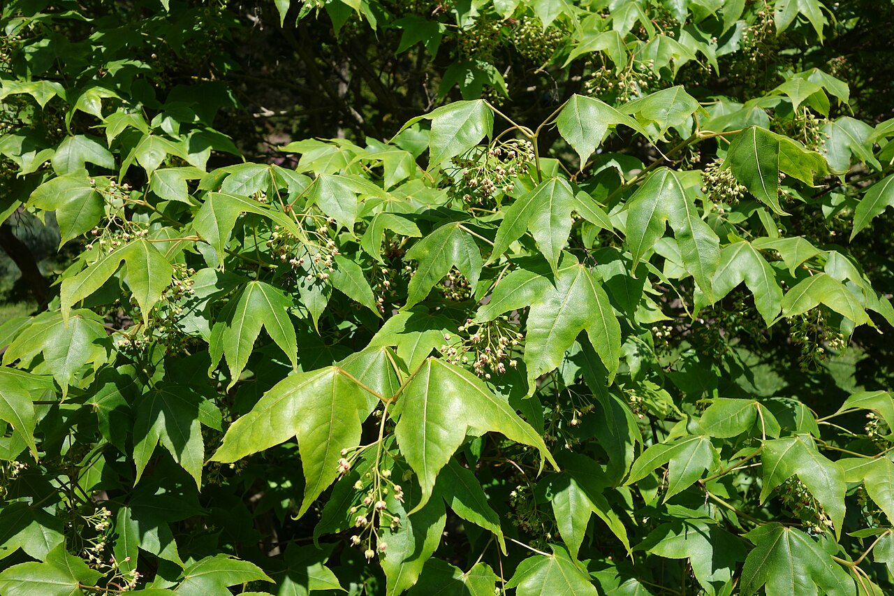 Acer wuyuanense: Botanical specimen in the Morris Arboretum, 100 East Northwestern Avenue, Chestnut Hill, Philadelphia, Pennsylvania, USA.