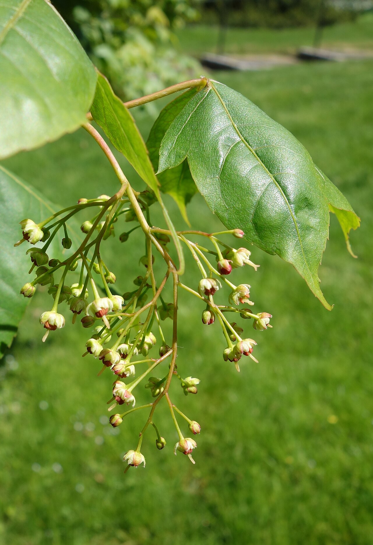 Acer wuyuanense: Botanical specimen in the Morris Arboretum, 100 East Northwestern Avenue, Chestnut Hill, Philadelphia, Pennsylvania, USA.