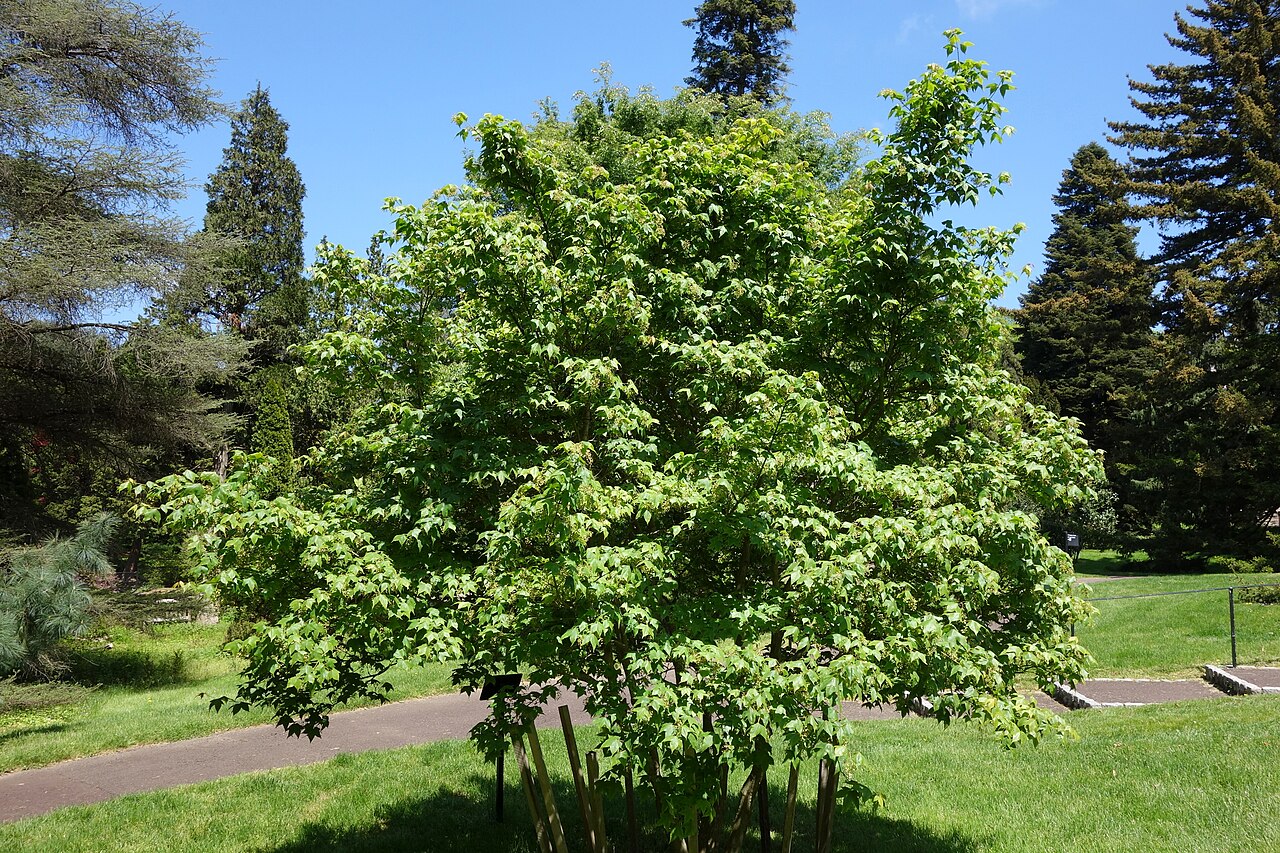 Acer wuyuanense: Botanical specimen in the Morris Arboretum, 100 East Northwestern Avenue, Chestnut Hill, Philadelphia, Pennsylvania, USA.