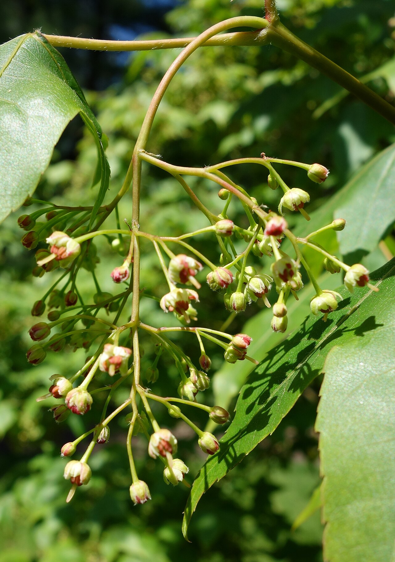 Acer wuyuanense: Botanical specimen in the Morris Arboretum, 100 East Northwestern Avenue, Chestnut Hill, Philadelphia, Pennsylvania, USA.
