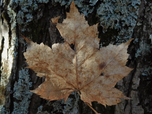 Freeman maple (Acer × freemanii)