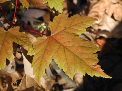 Freeman maple (Acer × freemanii)