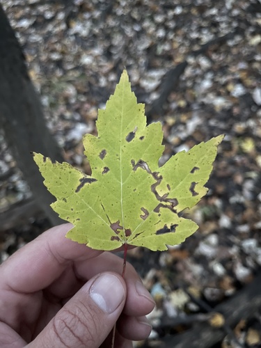Freeman maple (Acer × freemanii)