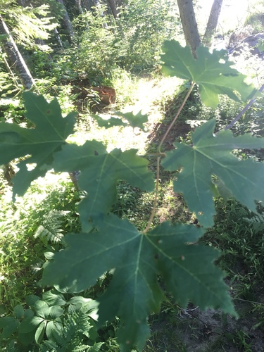 Freeman maple (Acer × freemanii)